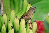 Lesser Antillean Saltator